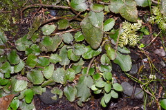 Gunnera prorepens