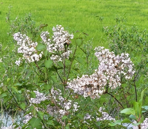 Syringa oblata ssp. dilatata