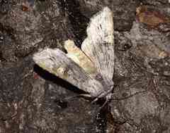 Lithomoia germana