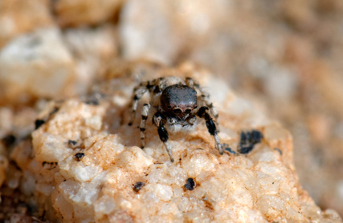 Habronattus ustulatus