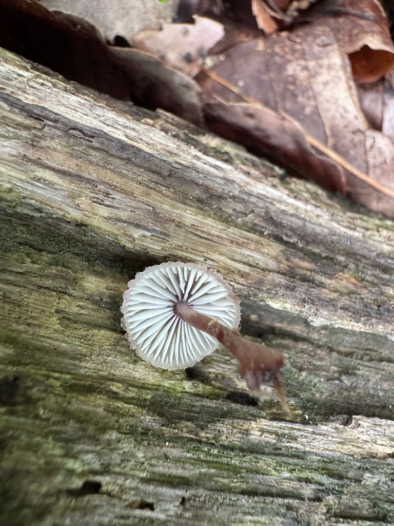 Mycena haematopus · May 2025 · photo: © paganka (iNaturalist, cc-by-nc)
