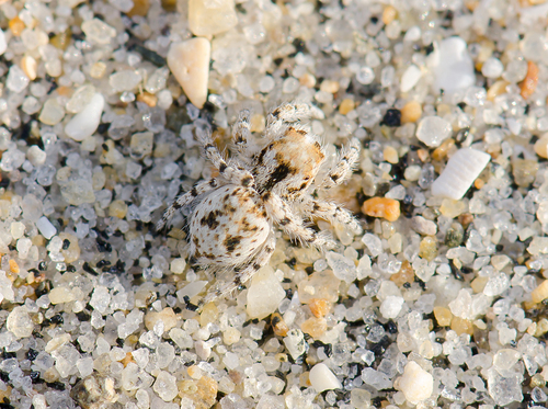 Habronattus ustulatus