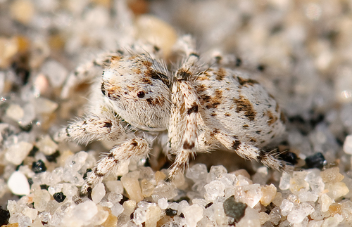Habronattus ustulatus