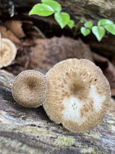 Lentinus arcularius