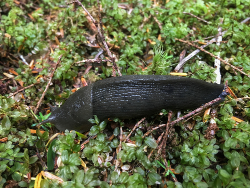 Pacific Banana Slug, photo 3 of 10