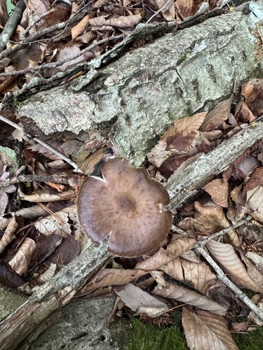 Pluteus cervinus