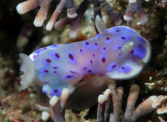 Goniobranchus thompsoni