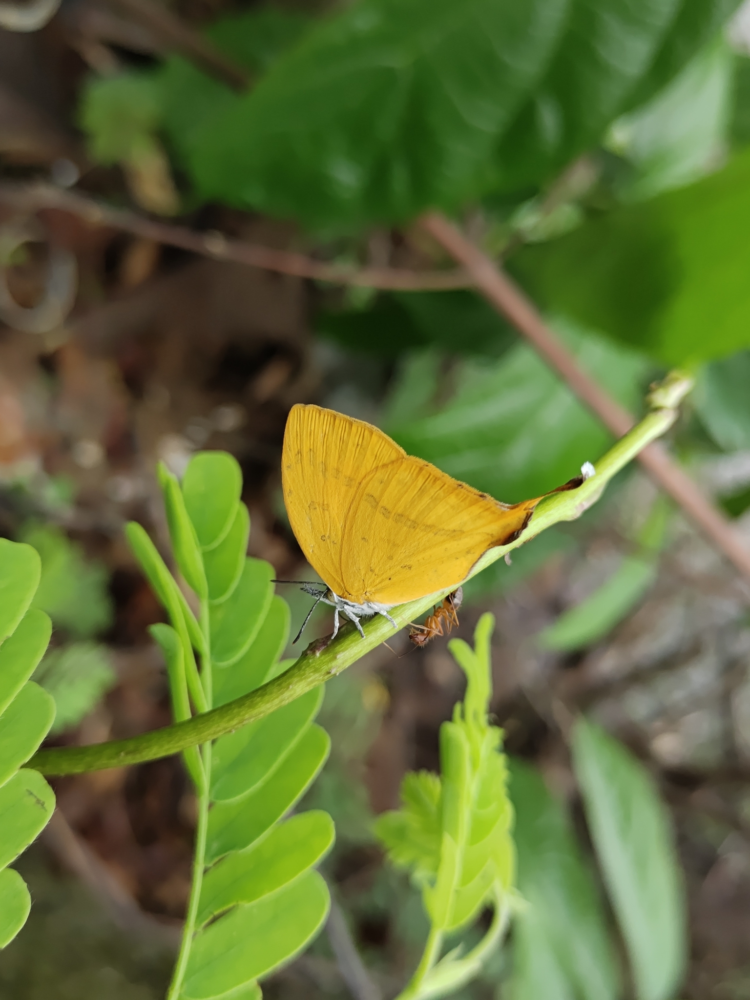 Yamfly