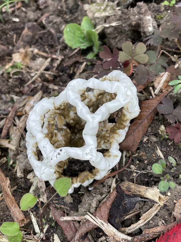 Ileodictyon cibarium · May 2025 · photo: © taylor_dc (iNaturalist, cc-by)