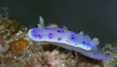 Goniobranchus thompsoni