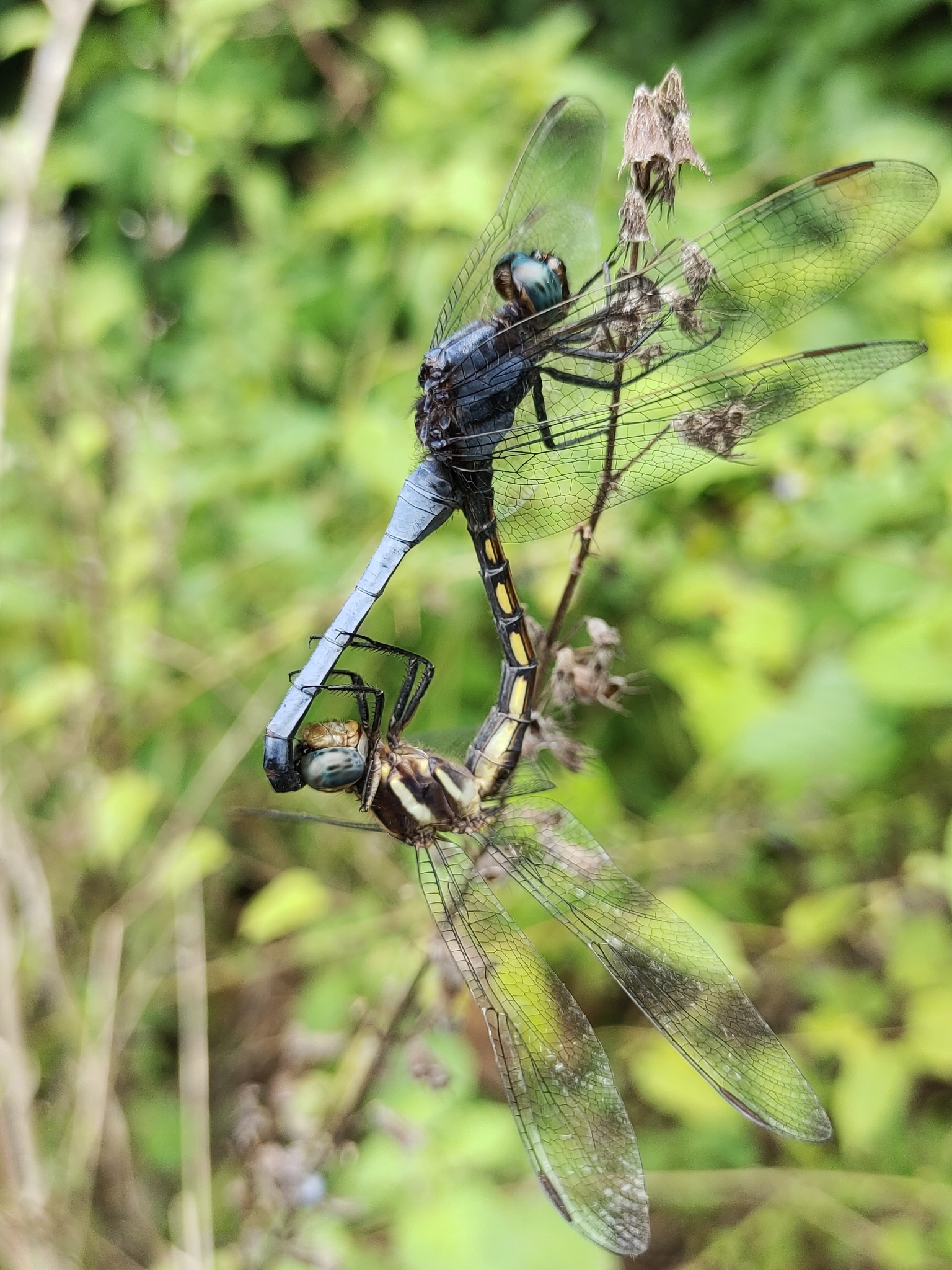 Blue Marsh Hawk
