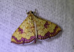 Isocentris filalis