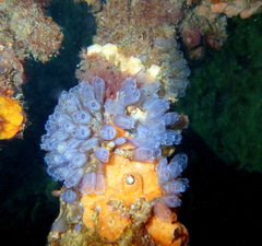 Clavelina moluccensis