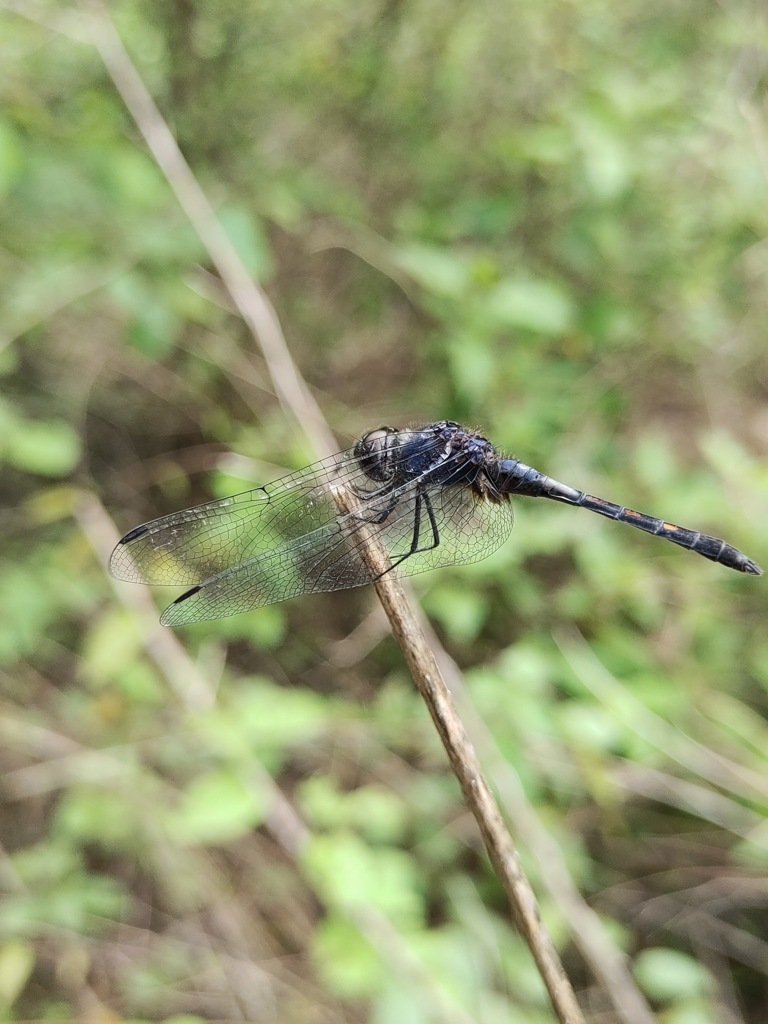 Black Stream Glider