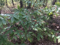 Castanea ozarkensis