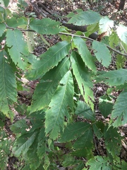 Castanea ozarkensis