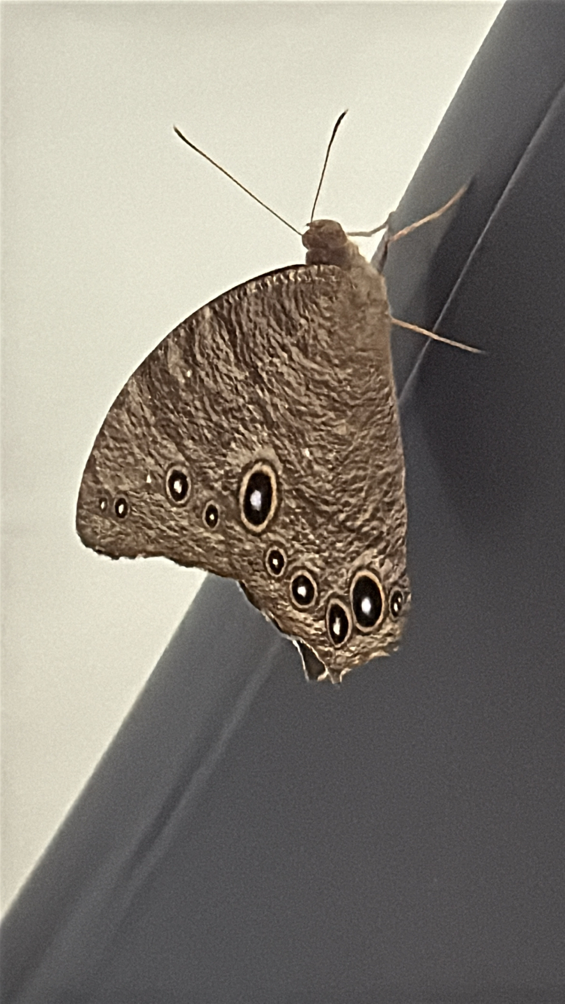 Common Evening Brown