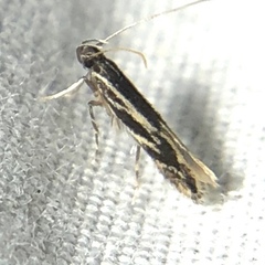 Eralea albalineella