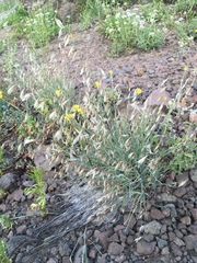 Melica stricta