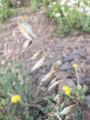 Melica stricta