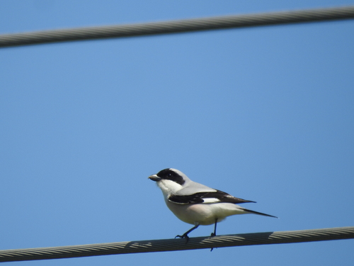 Alcaudón chico (Lanius minor)