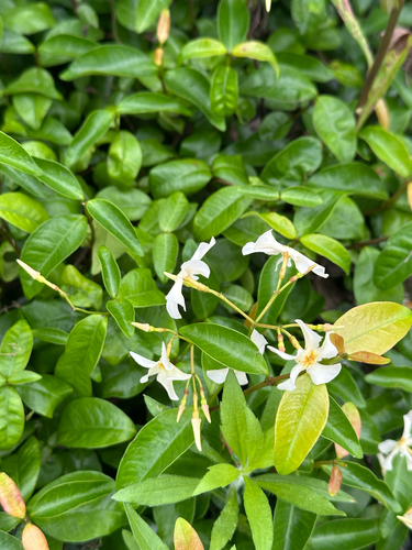 Trachelospermum asiaticum
