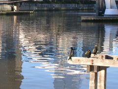 Phalacrocorax sulcirostris