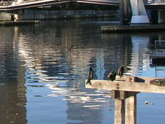 Phalacrocorax sulcirostris