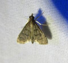 Steniodes declivalis