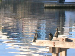 Phalacrocorax sulcirostris