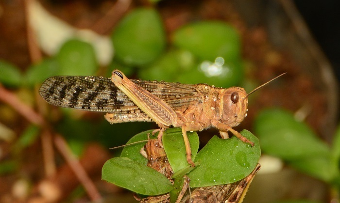 Brown Locust