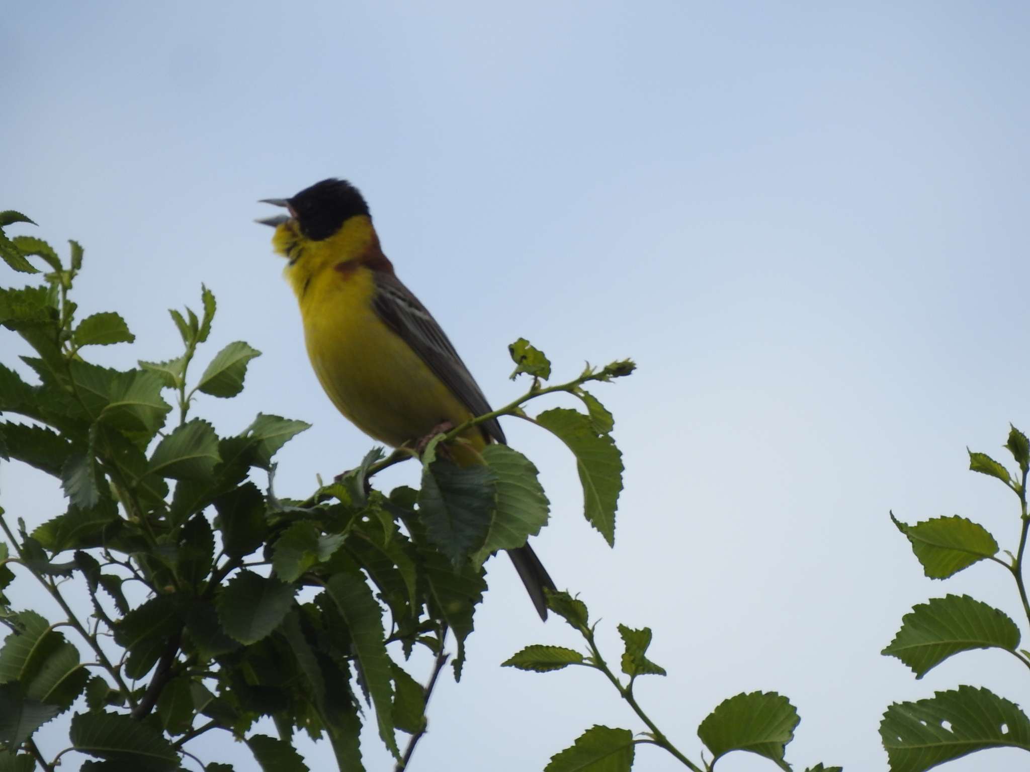 Black-headed Bunting