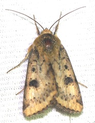 Heliothis acesias