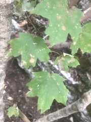 Acer leucoderme