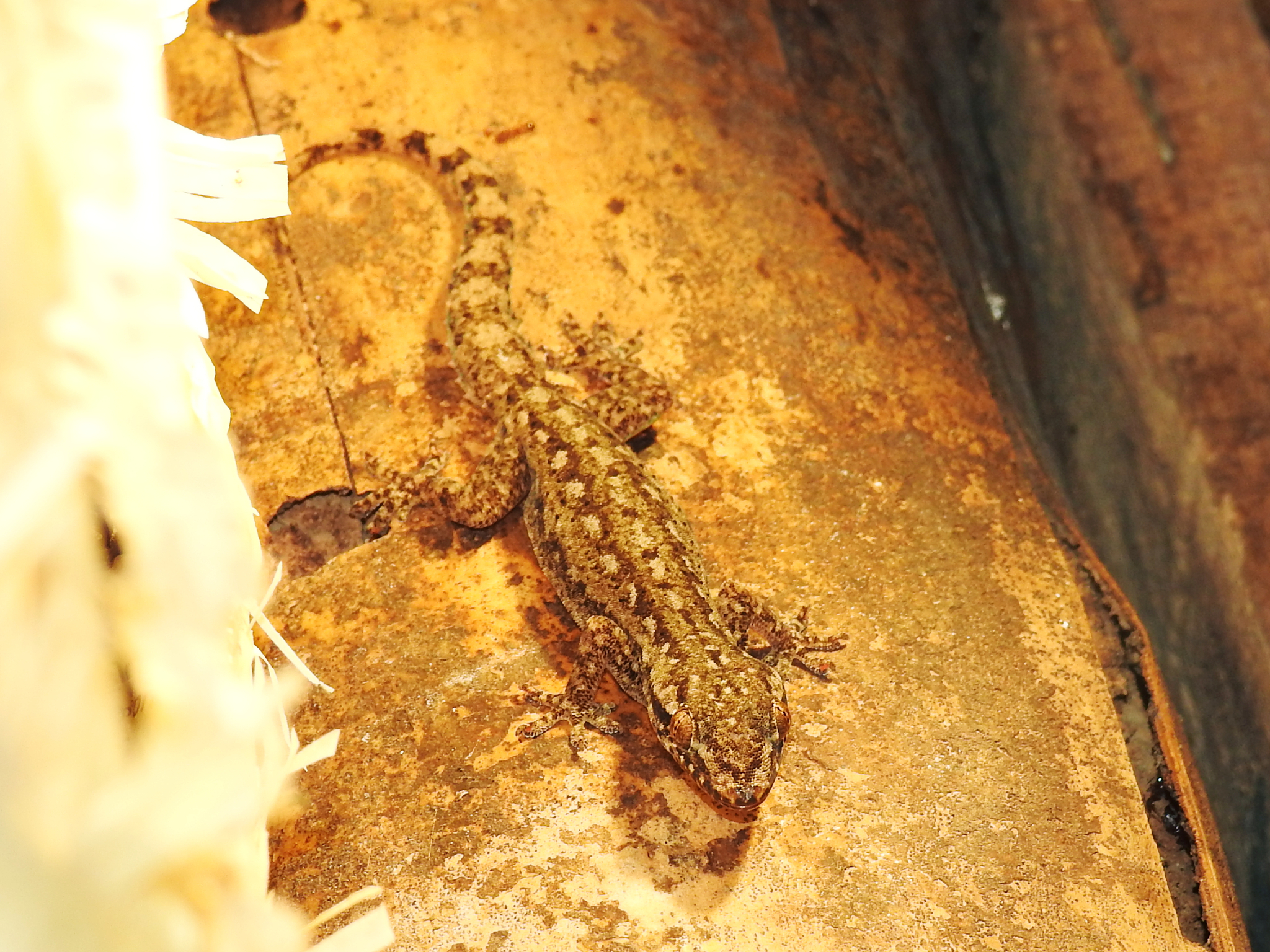 Common House Gecko