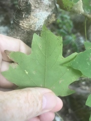 Acer leucoderme
