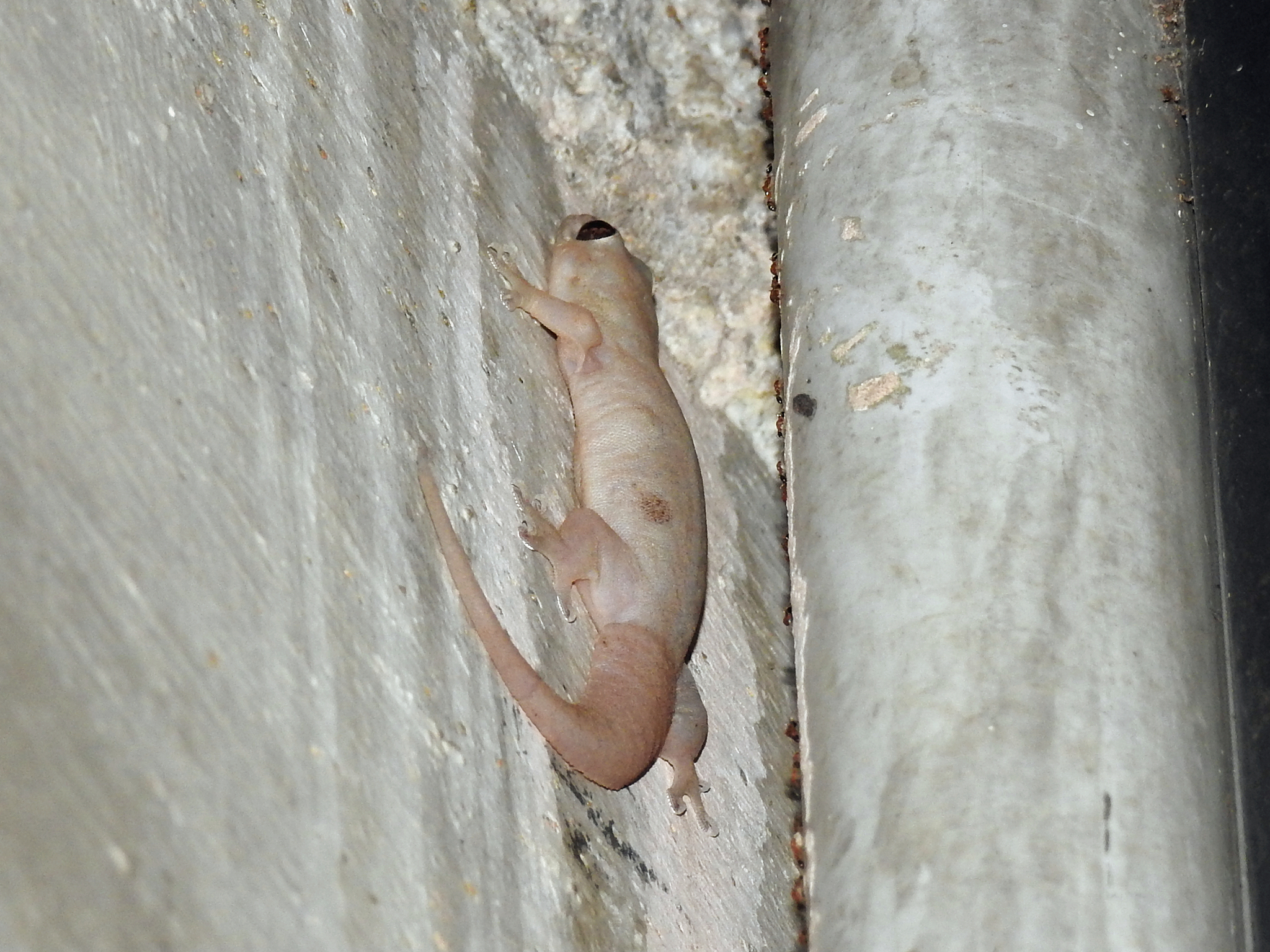 Common Four-clawed Gecko