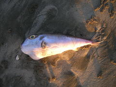 Lagocephalus spadiceus