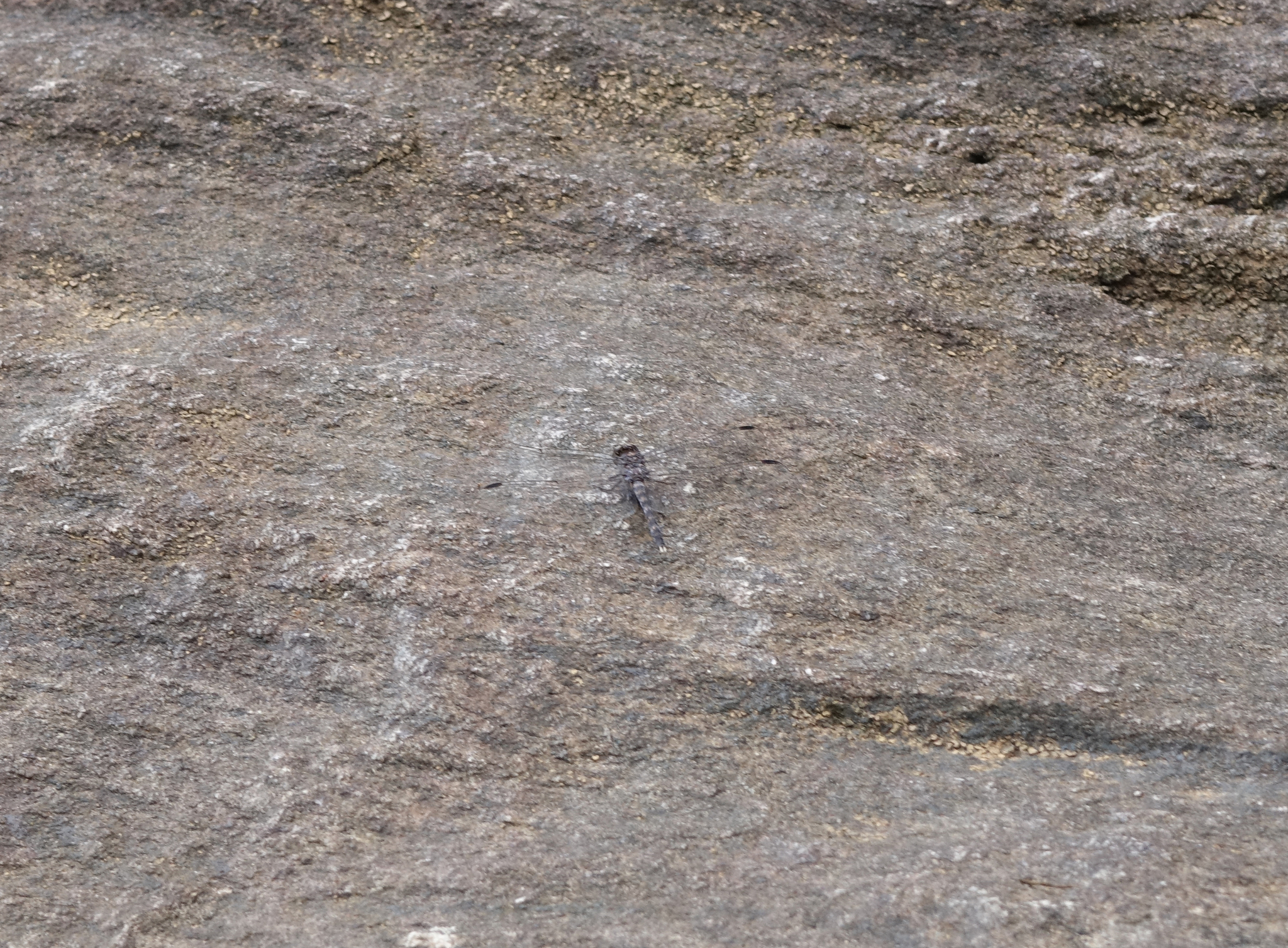 Indian Rockdweller