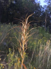 Elymus churchii