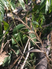 Elymus churchii