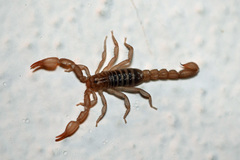 Pseudouroctonus brysoni