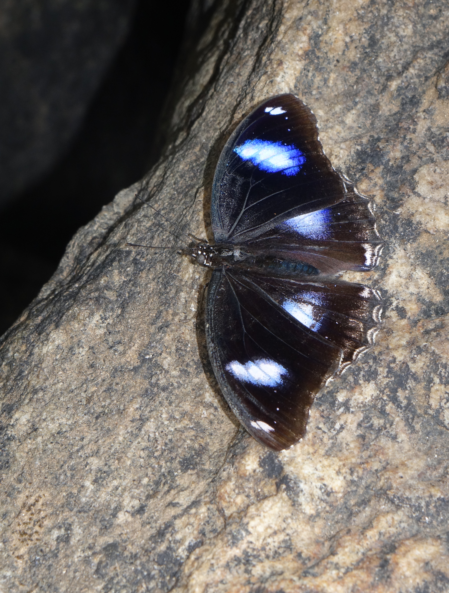Great Eggfly