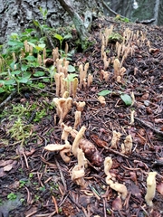 Clavariadelphus ligula