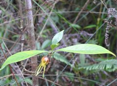 Gardenia jasminoides