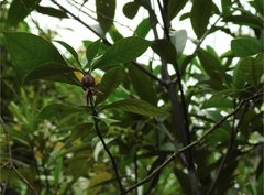 Gardenia jasminoides