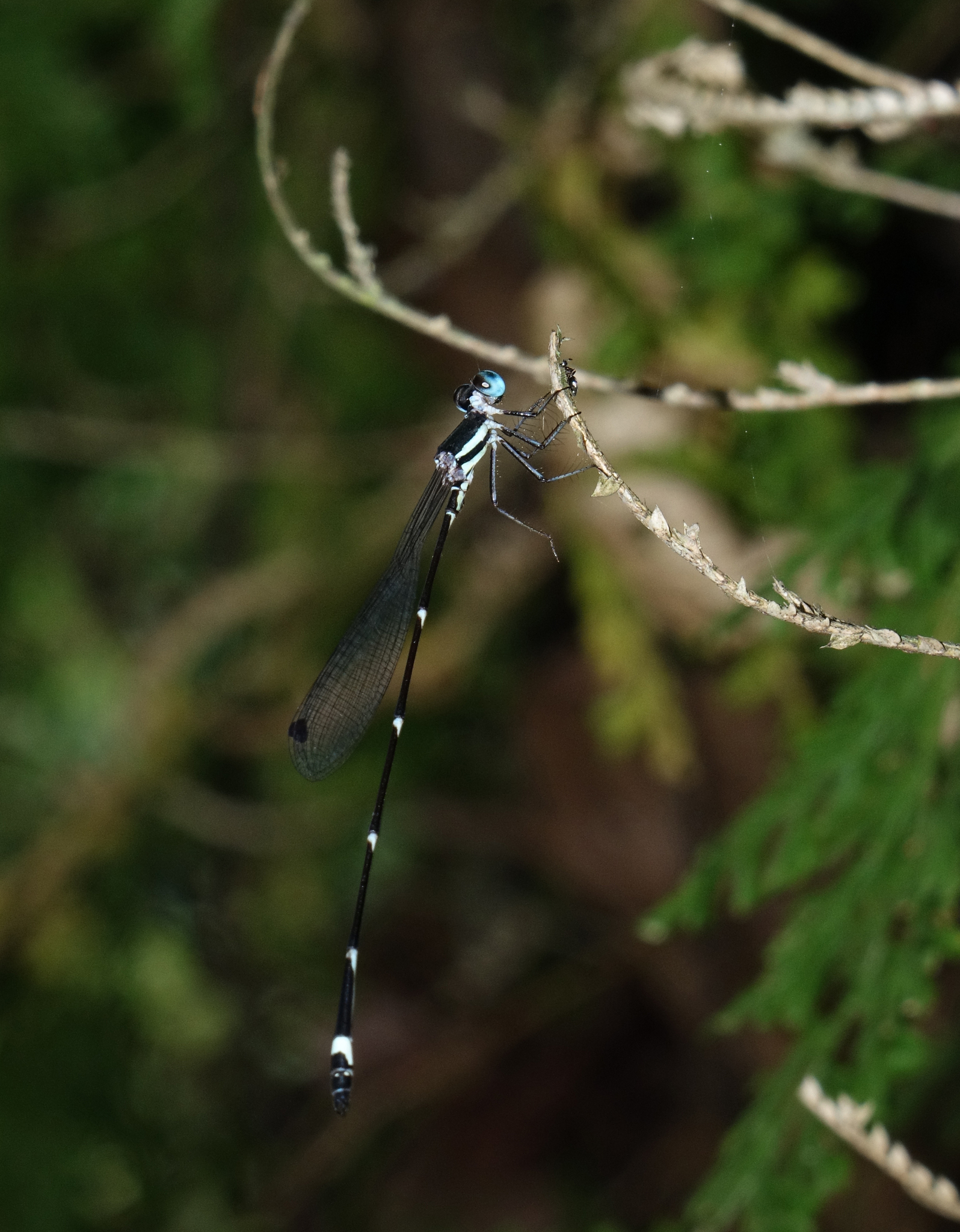 Pied Shadowdamsel