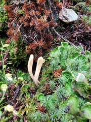 Clavariadelphus ligula