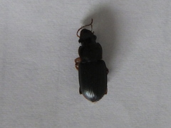 Coleoptera