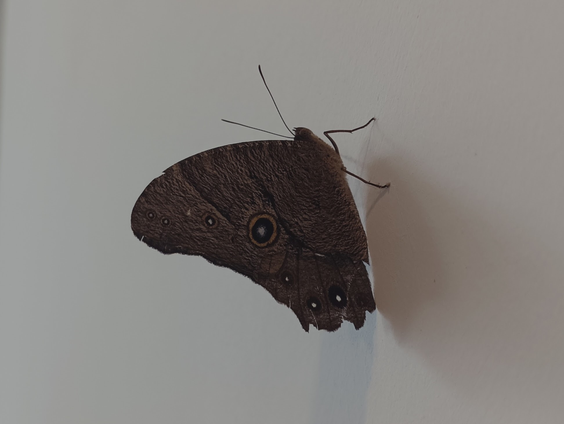 Common Evening Brown